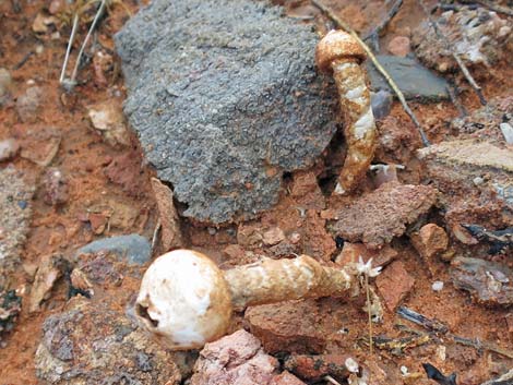 Stalkballs (Tulostoma)