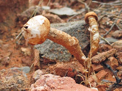 Stalkballs (Tulostoma)