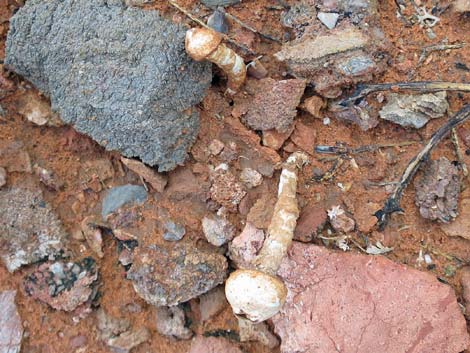 Stalkballs (Tulostoma)