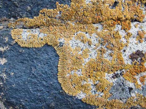 Lichen