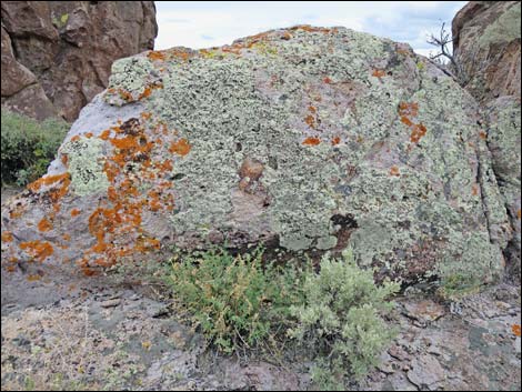 Lichens