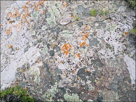 Lichens