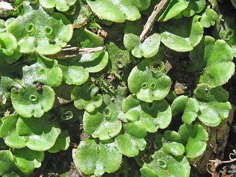 thallose liverwort