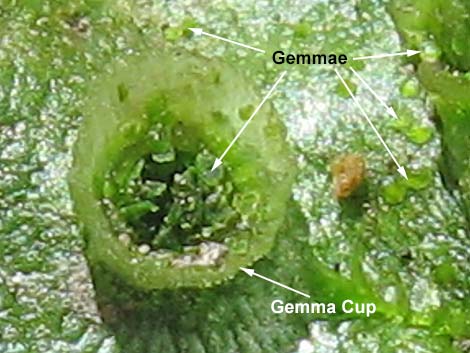 thallose liverwort