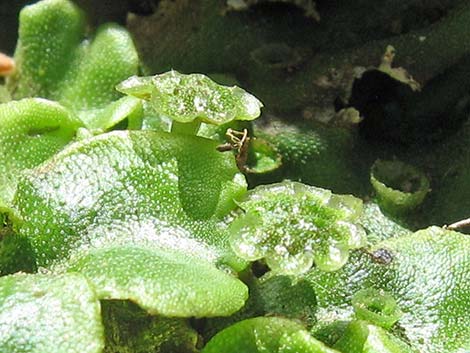 thallose liverwort