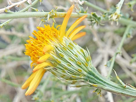 Cooper's Dogweed (Adenophyllum cooperi)