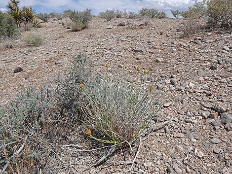 Cooper's Dogweed (Adenophyllum cooperi)