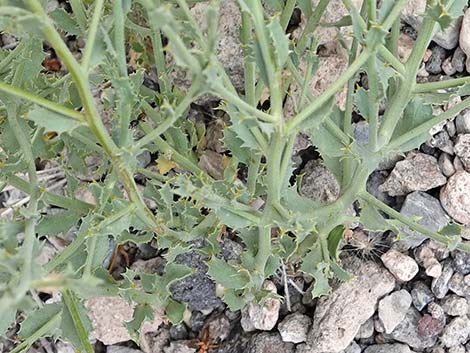 Cooper's Dogweed (Adenophyllum cooperi)