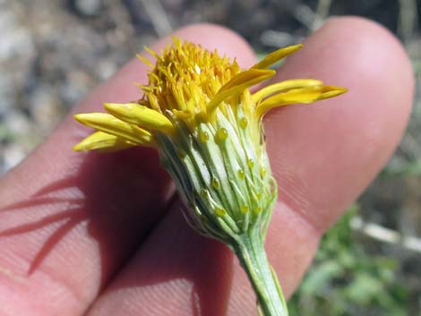 Cooper's Dogweed (Adenophyllum cooperi)