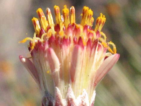 San Felipe Dogweed (Adenophyllum porophylloides)