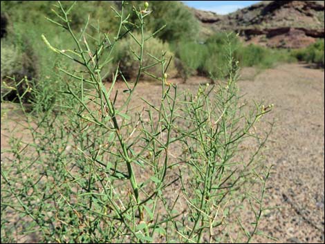 Camelthorn (Alhagi maurorum)