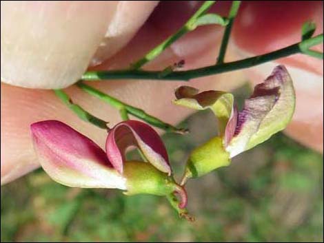 Camelthorn (Alhagi maurorum)