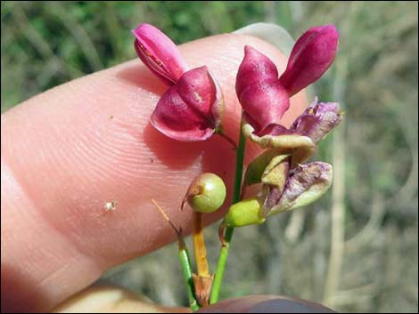 Camelthorn (Alhagi maurorum)