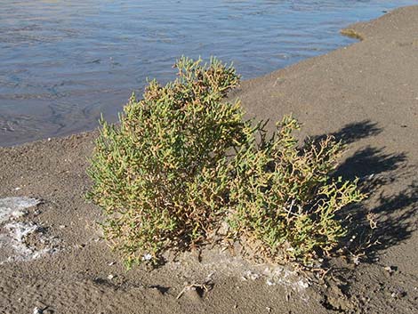 Iodinebush (Allenrolfea occidentalis)