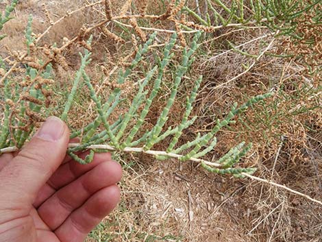 Iodinebush (Allenrolfea occidentalis)