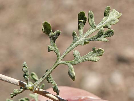 White Bursage (Ambrosia dumosa)