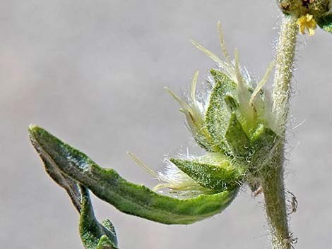 Woolly Fruit Burr Ragweed (Ambrosia eriocentra)