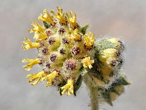 Woolly Fruit Burr Ragweed (Ambrosia eriocentra)