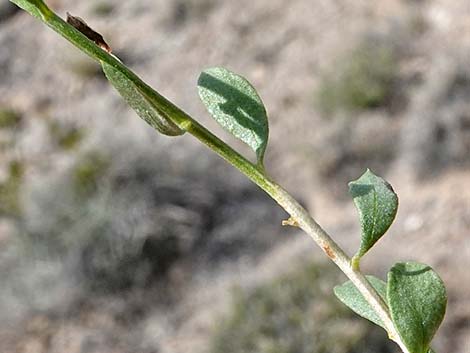 Fremont's Chaffbush (Amphipappus fremontii)