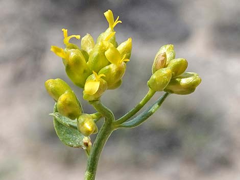 Fremont's Chaffbush (Amphipappus fremontii)