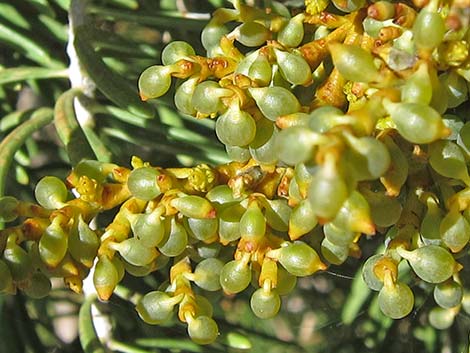 Dwarf Mistletoe (Arceuthobium abietinum)