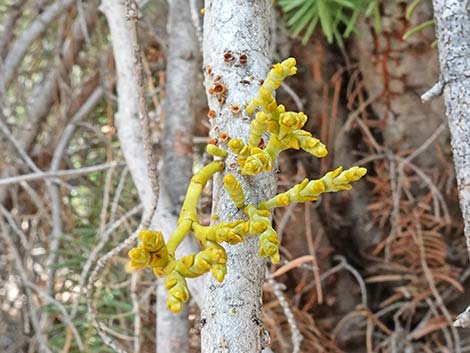 Dwarf Mistletoe (Arceuthobium abietinum)