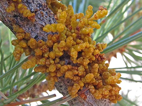 Limber Pine Dwarf Mistletoe (Arceuthobium cyanocarpum)