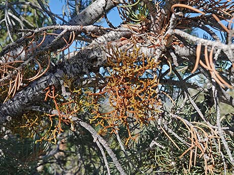 Pinyon Dwarf Mistletoe (Arceuthobium divaricatum)