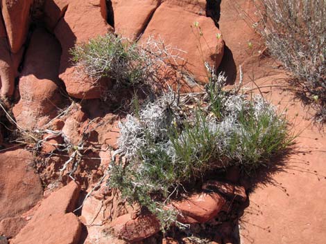 Mojave Sandwort (Arenaria macradenia)