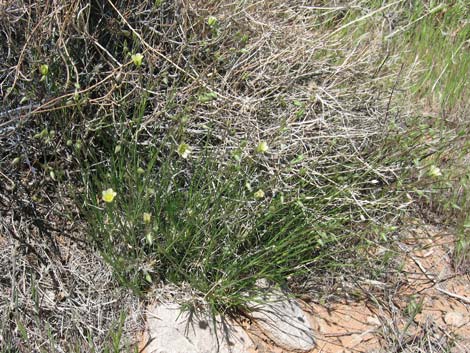 Mojave Sandwort (Arenaria macradenia)