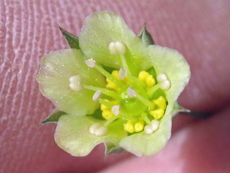 Mojave Sandwort (Arenaria macradenia)