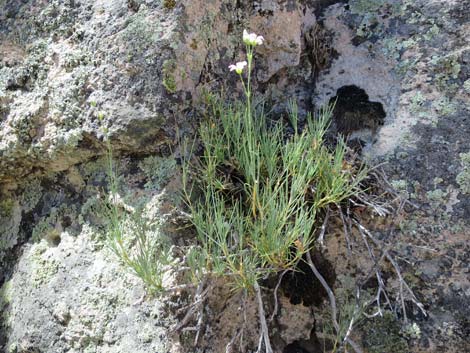 Mojave Sandwort (Arenaria macradenia)