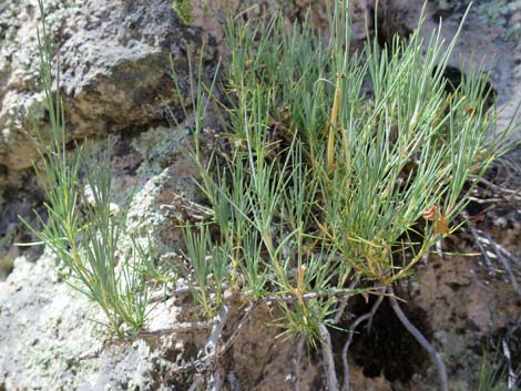 Mojave Sandwort (Arenaria macradenia)