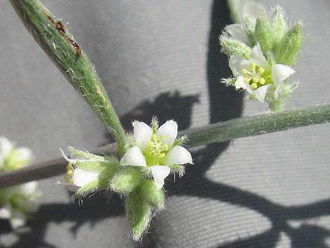 Yuma Silverbush (Ditaxis serrata)