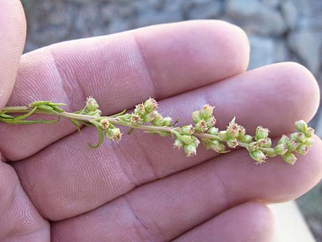 Michaux's Wormwood (Artemisia michauxiana)