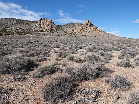 Black Sagebrush (Artemisia nova)