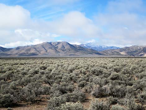 Sagebrush (Artemisia)