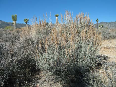 Big Sagebrush (Artemisia tridentata)