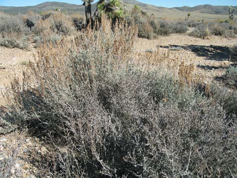 Big Sagebrush (Artemisia tridentata)