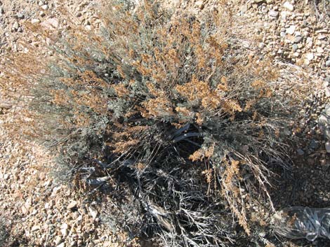 Big Sagebrush (Artemisia tridentata)