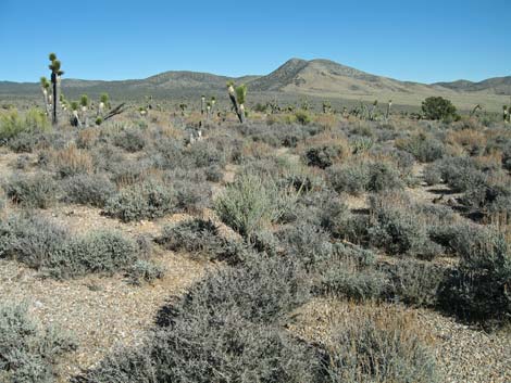 Big Sagebrush (Artemisia tridentata)