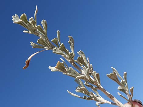 Big Sagebrush (Artemisia tridentata)