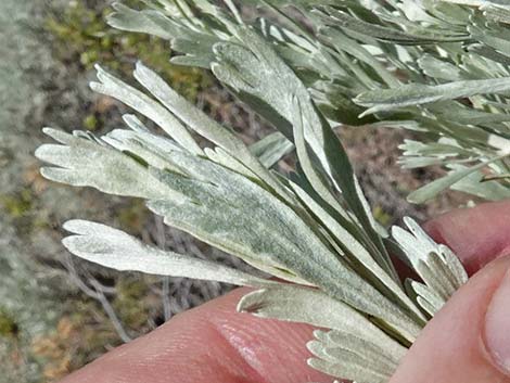 Big Sagebrush (Artemisia tridentata)