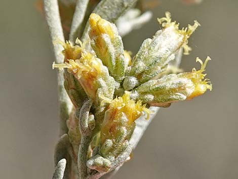 Big Sagebrush (Artemisia tridentata)