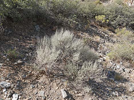 Big Sagebrush (Artemisia tridentata)