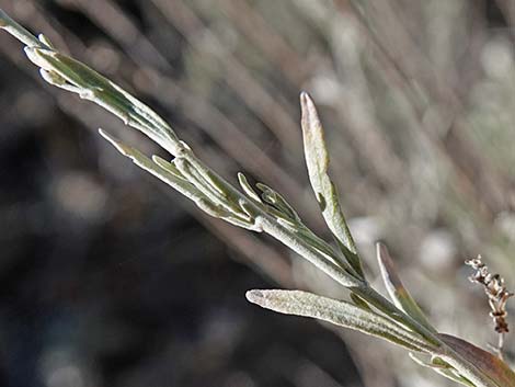 Big Sagebrush (Artemisia tridentata)