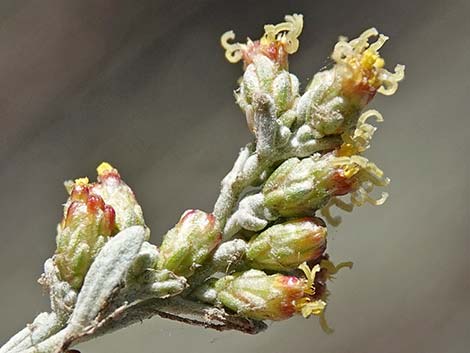 Big Sagebrush (Artemisia tridentata)