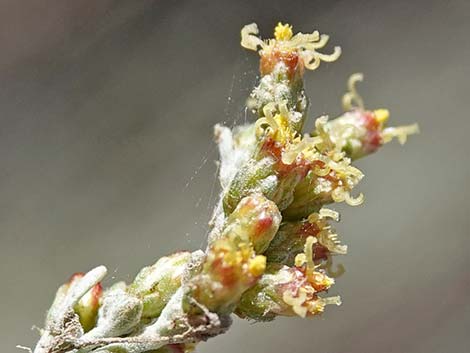 Big Sagebrush (Artemisia tridentata)