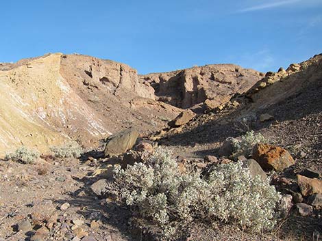 Desert-holly Saltbush (Atriplex hymenelytra)