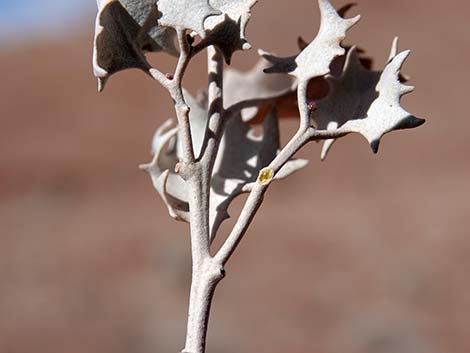 Desert-holly (Atriplex hymenelytra)